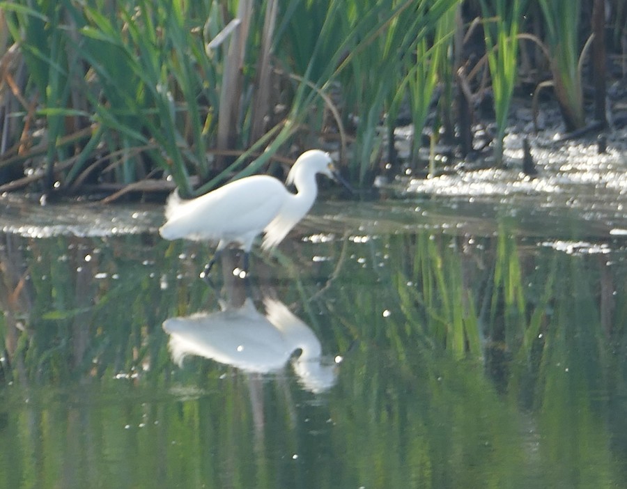 Snowy Egret - Adrianne Petillo
