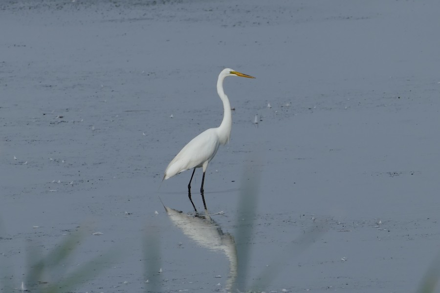 Great Egret - Adrianne Petillo