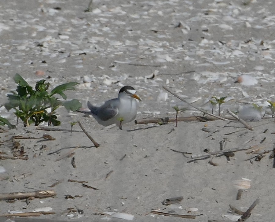 Least Tern - Adrianne Petillo