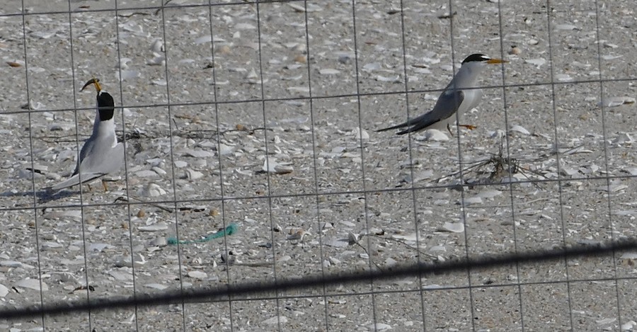Least Tern - Adrianne Petillo