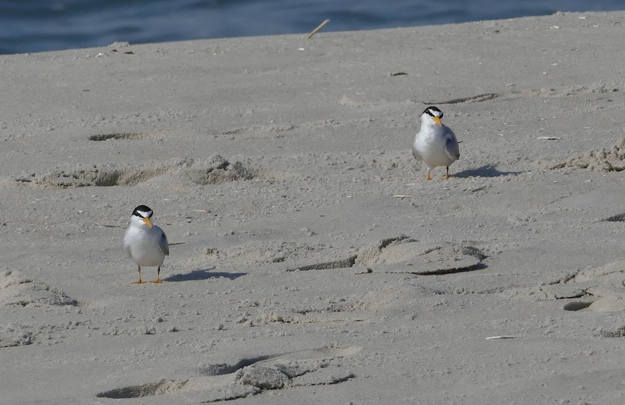 Least Tern - Adrianne Petillo