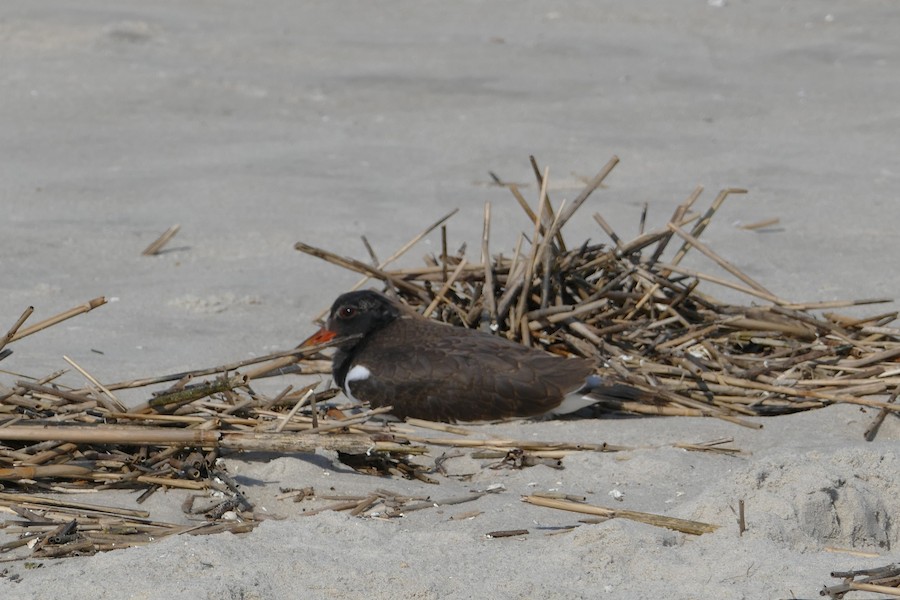 American Oystercatcher - Adrianne Petillo