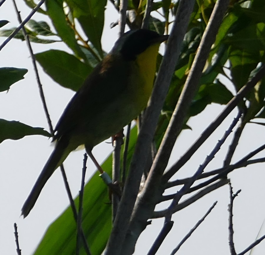 Common Yellowthroat - Adrianne Petillo