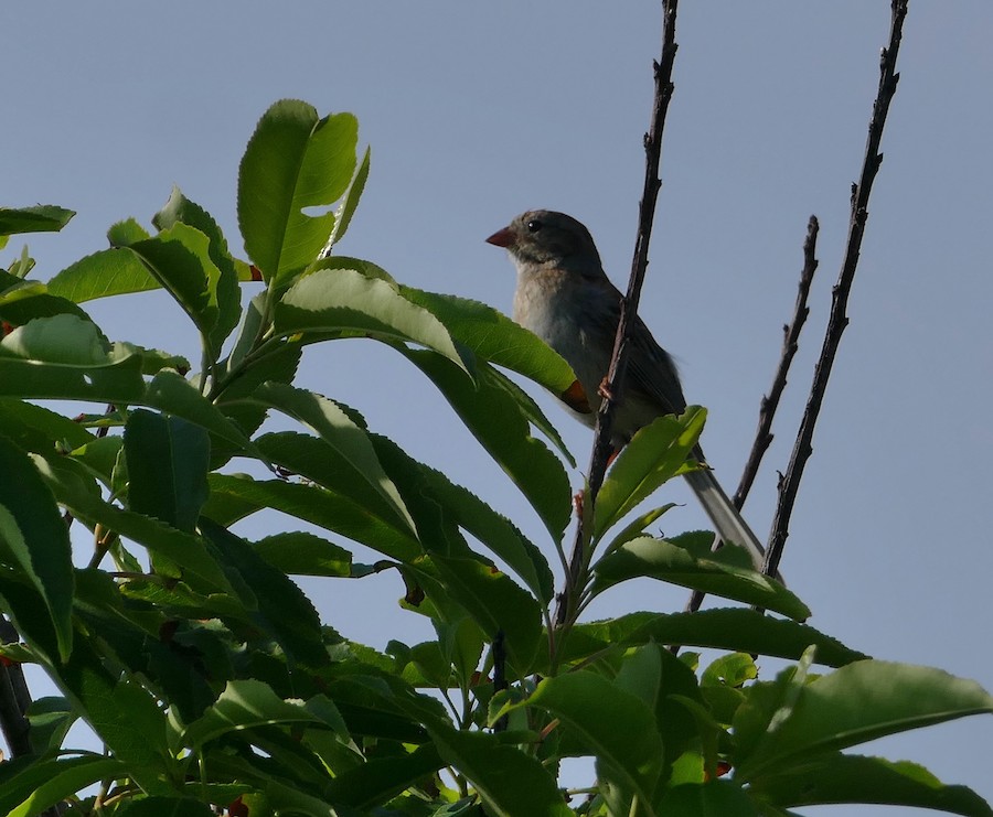 Field Sparrow - Adrianne Petillo