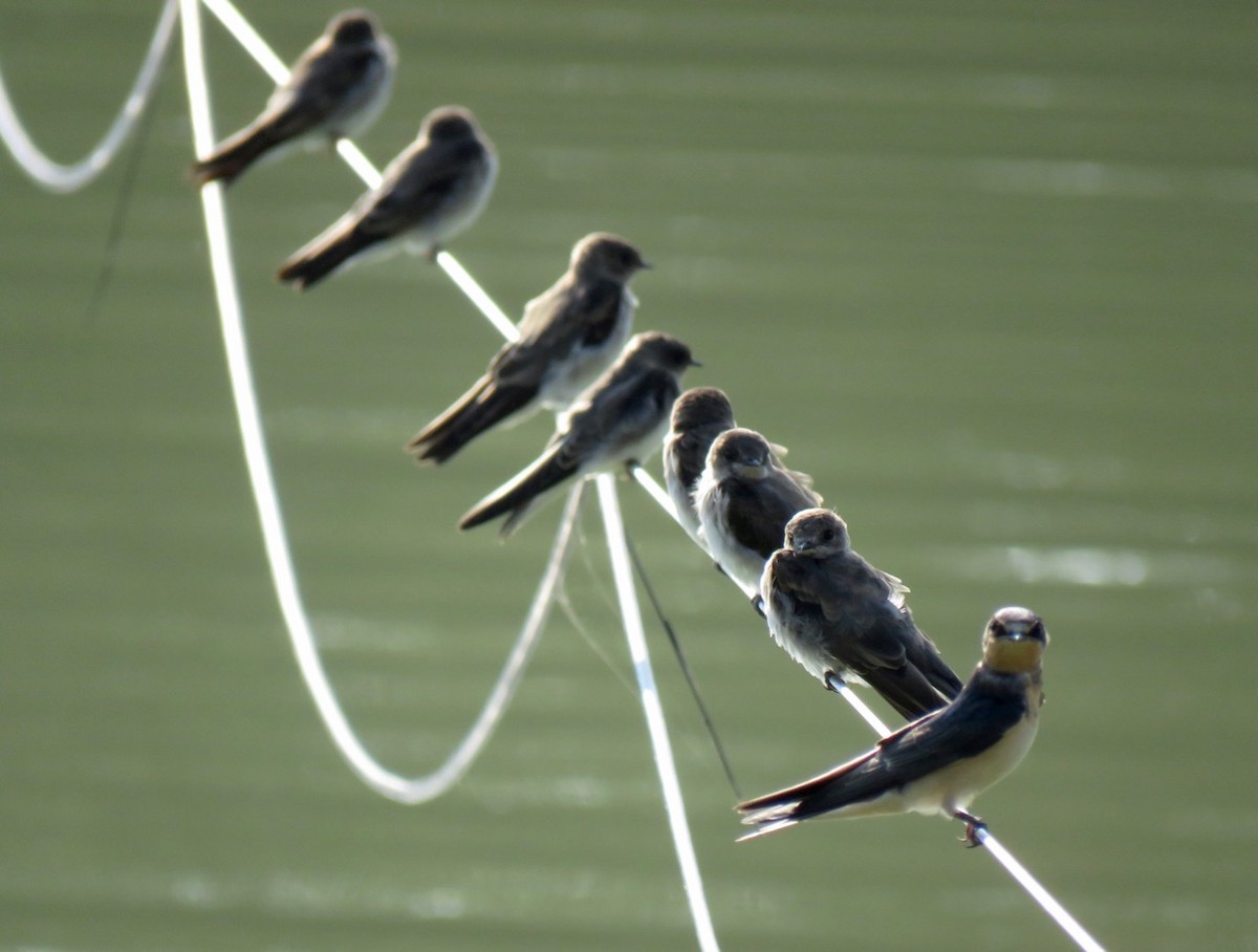 Cliff Swallow - Karl Mechem