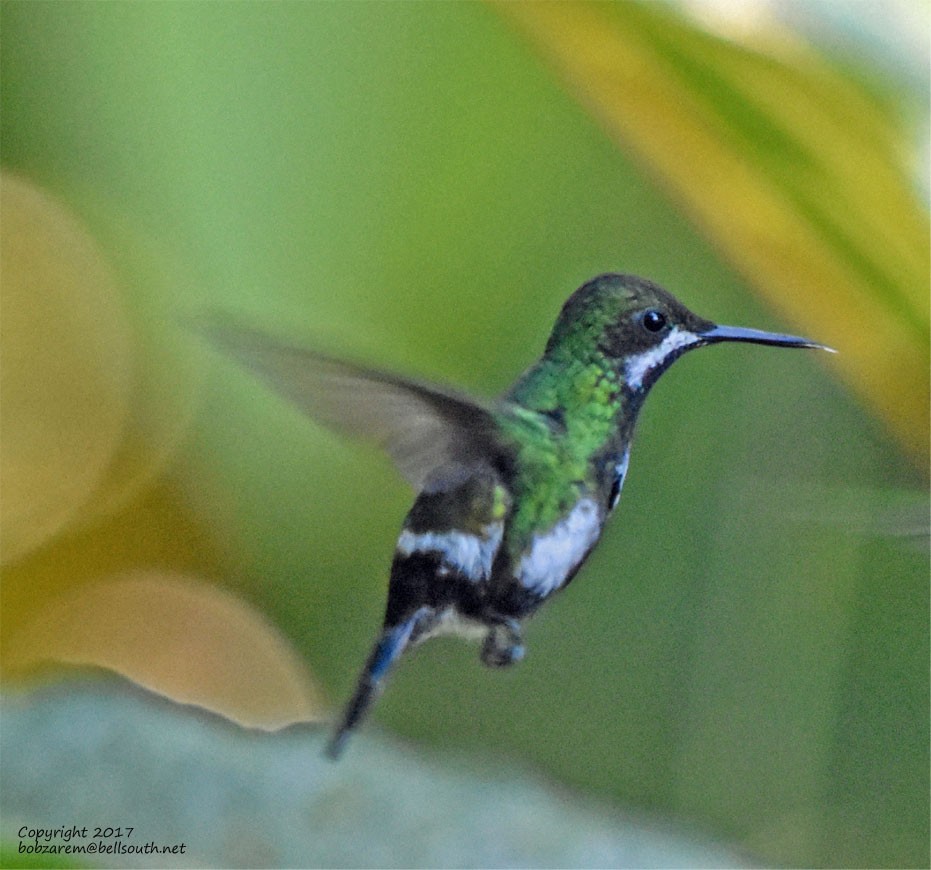 Green Thorntail - Bob Zaremba