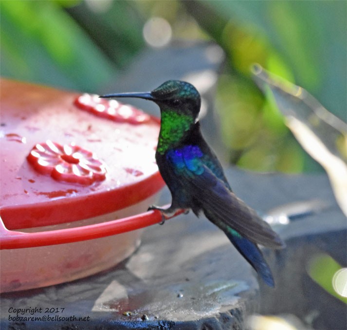 glansdryade (Green-crowned Woodnymph) - ML66057591