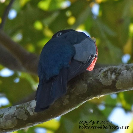 Lacivert Kuyruklu Trogon - ML66057641