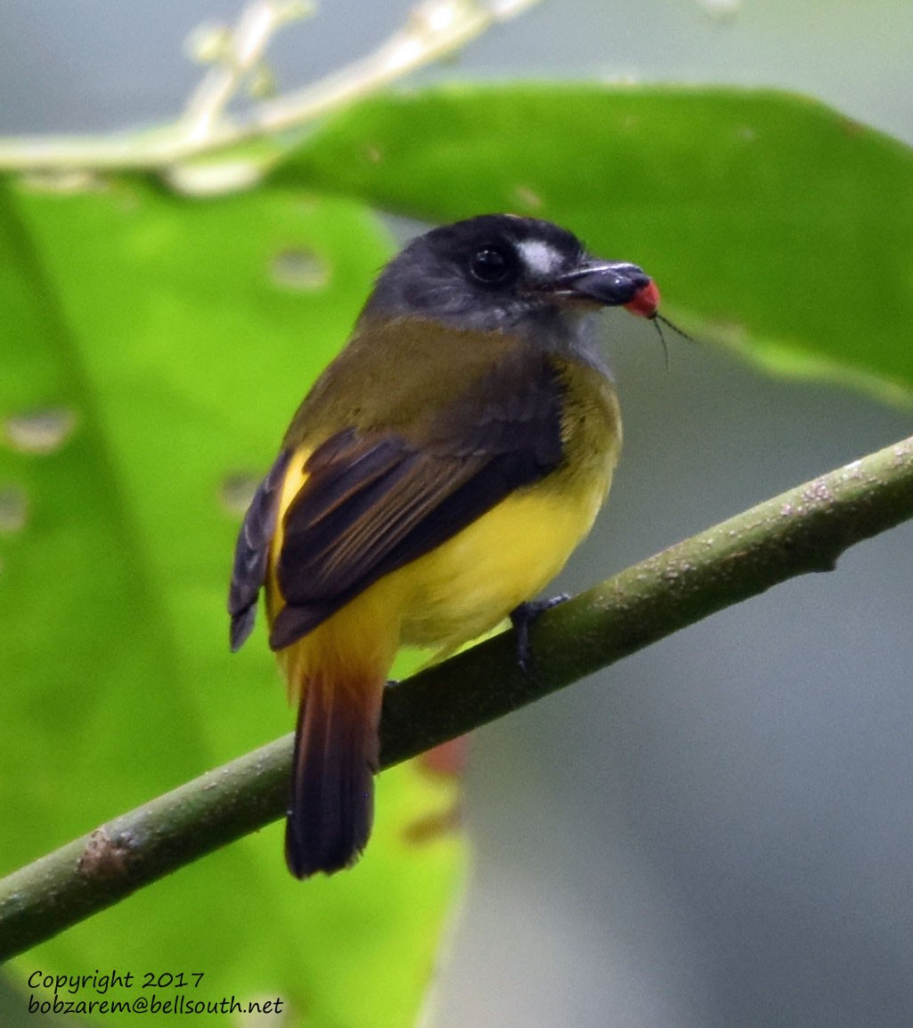 Ornate Flycatcher - ML66057721