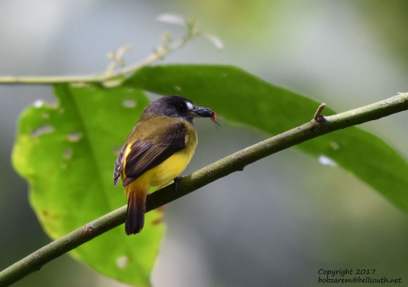 Ornate Flycatcher - ML66057741