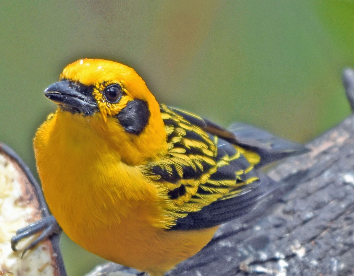 Golden Tanager - ML66057781