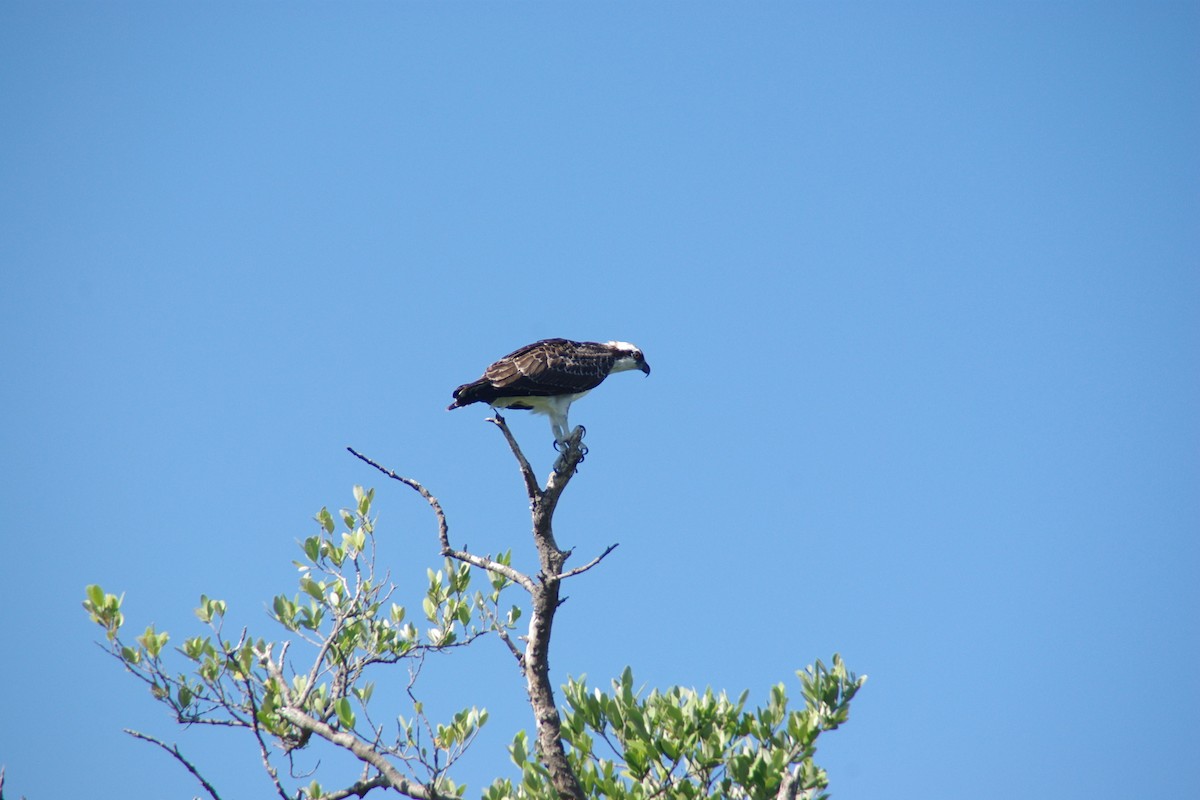 Osprey (carolinensis) - ML66058881