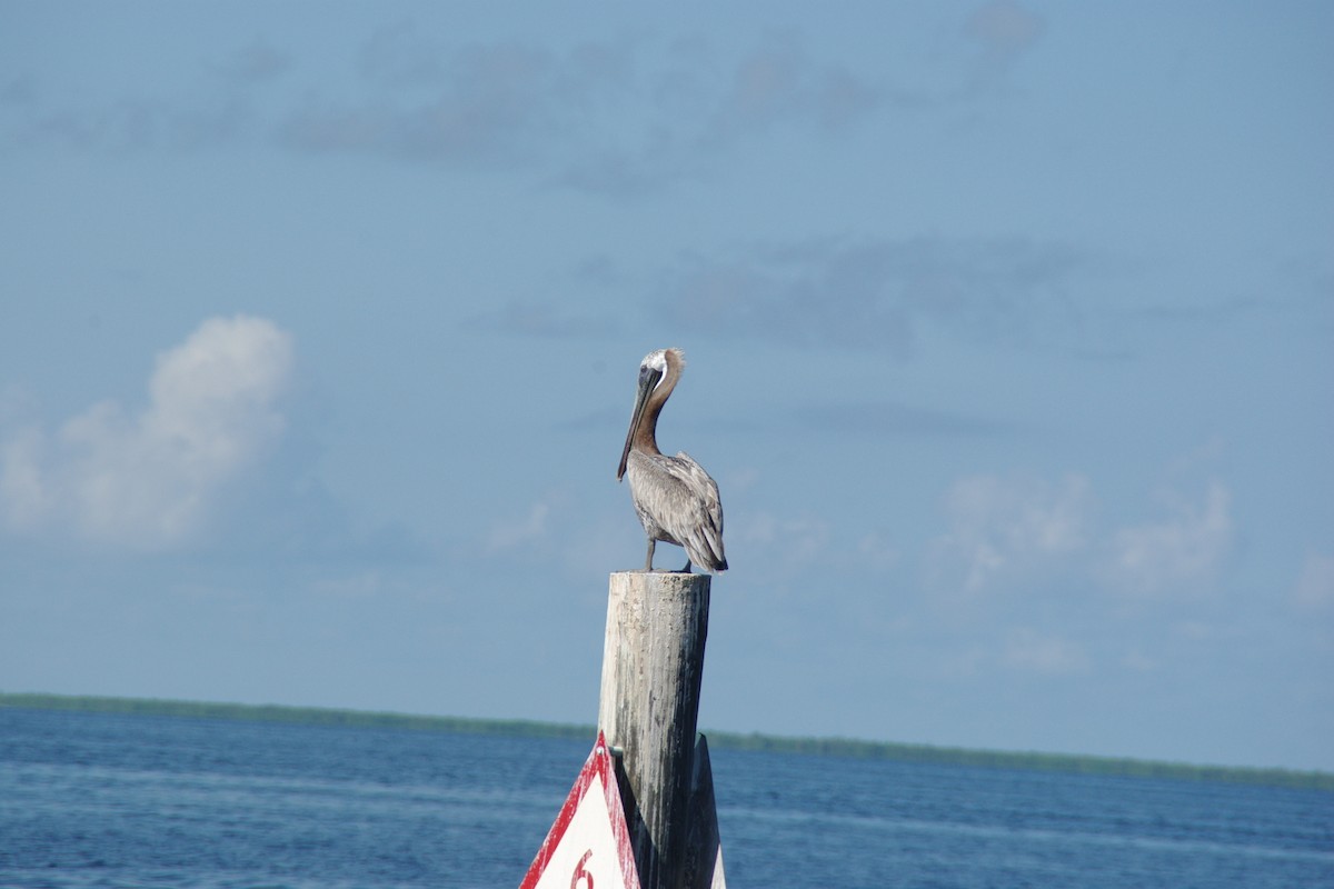pelikán hnědý - ML66058941