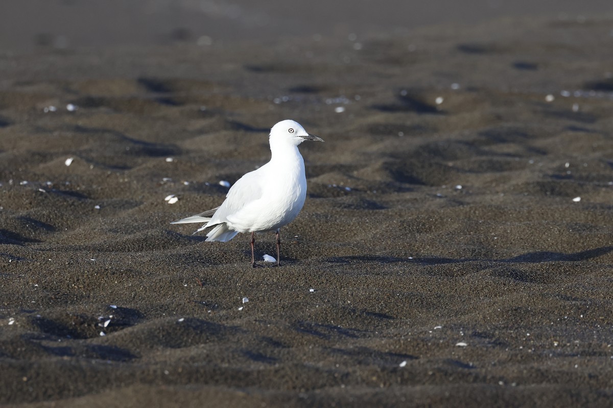 Black-billed Gull｜新西兰黑嘴鸥 图鉴照片