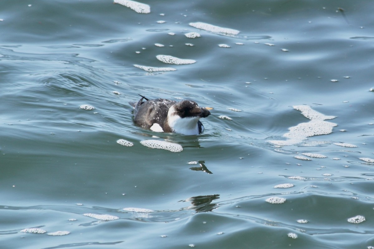 Razorbill - ML66059561