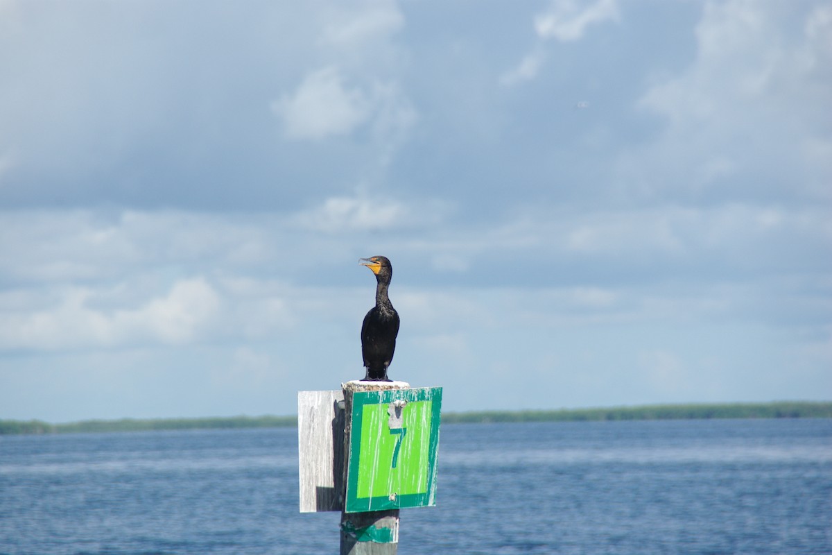 Double-crested Cormorant - David Weisenbeck