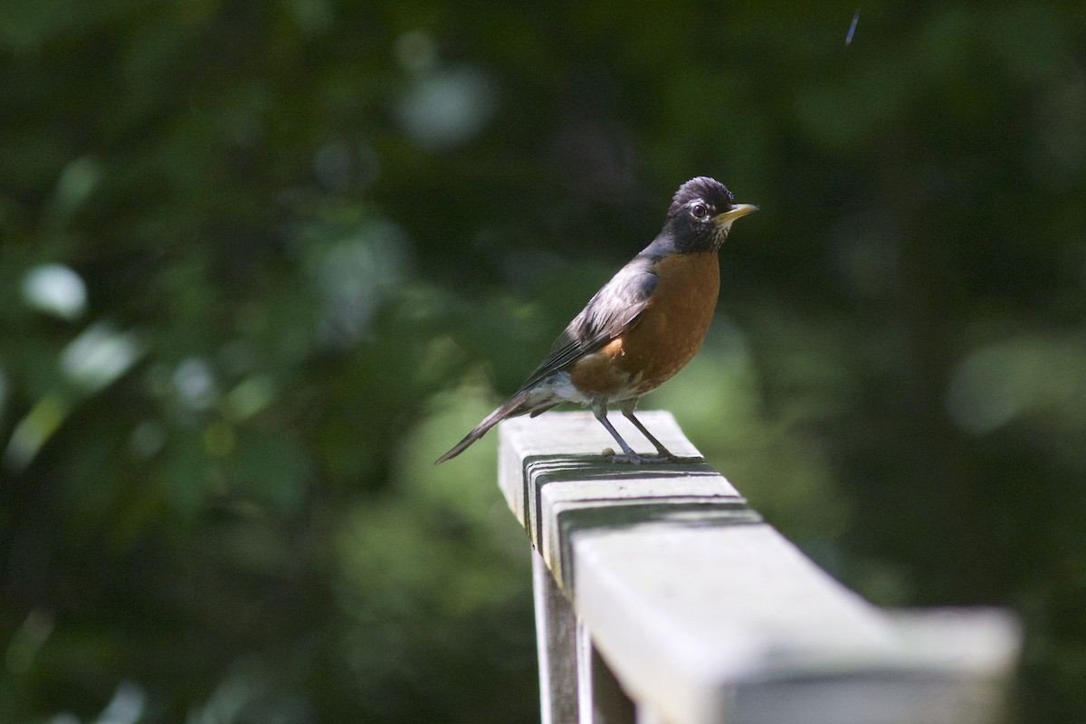 American Robin - ML66060121