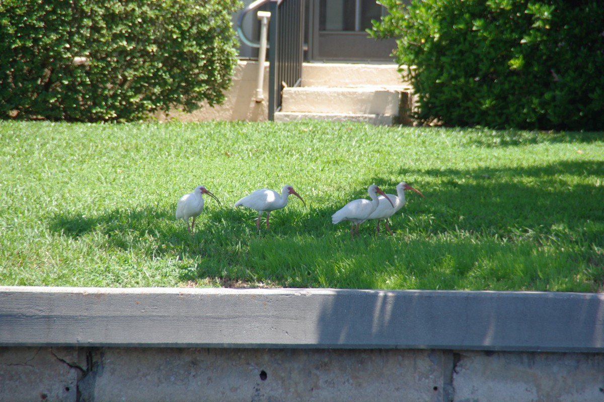 White Ibis - David Weisenbeck