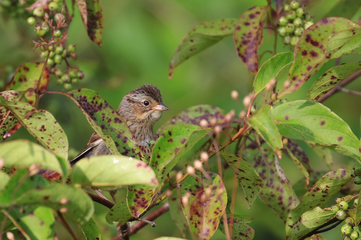 Swamp Sparrow - ML66060831