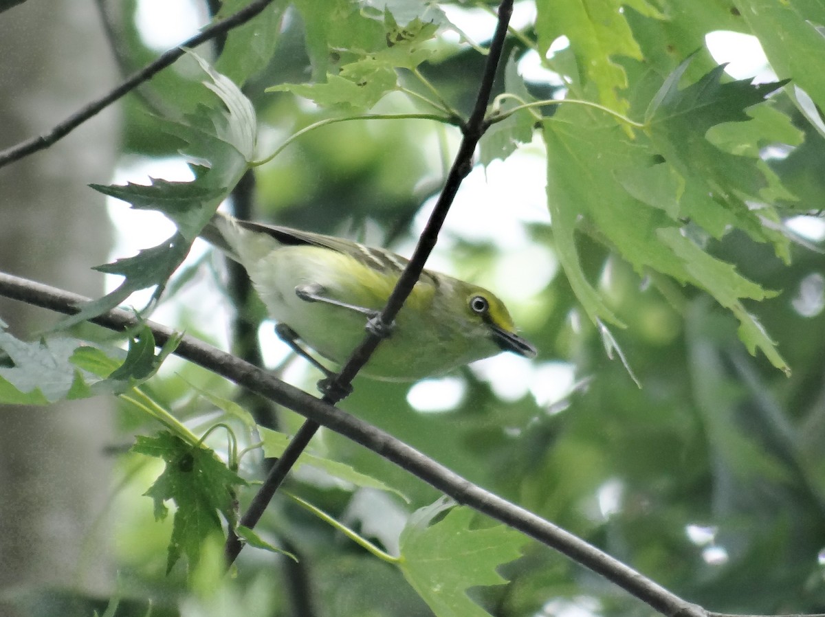 Ak Gözlü Vireo - ML66061761