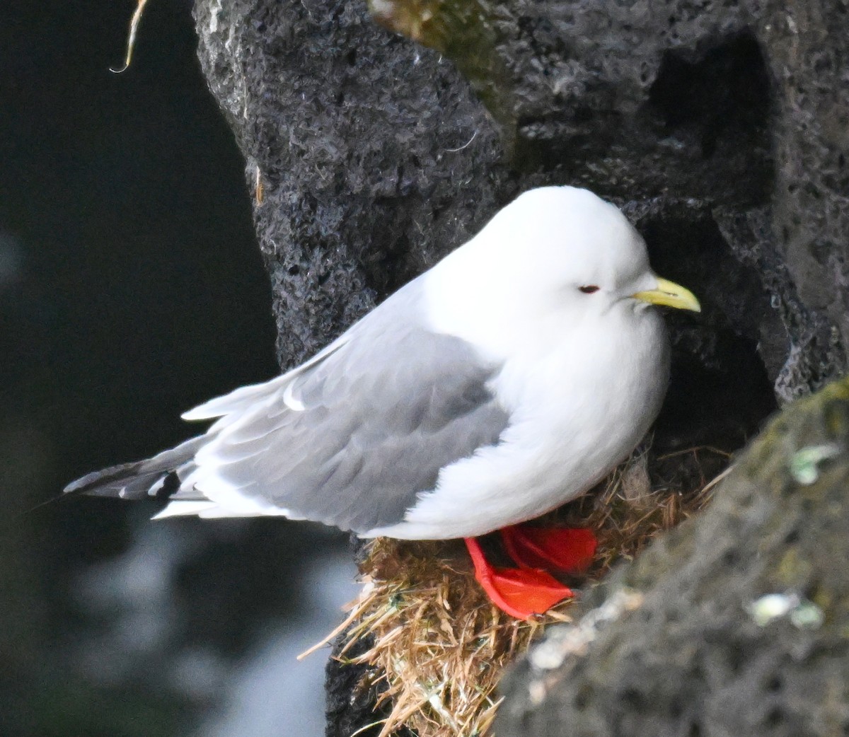 Red-legged Kittiwake｜红腿三趾鸥 图鉴照片