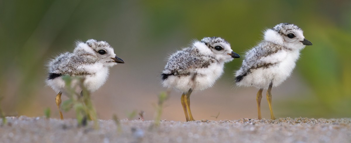 Birds of the World - Cornell Lab of Ornithology