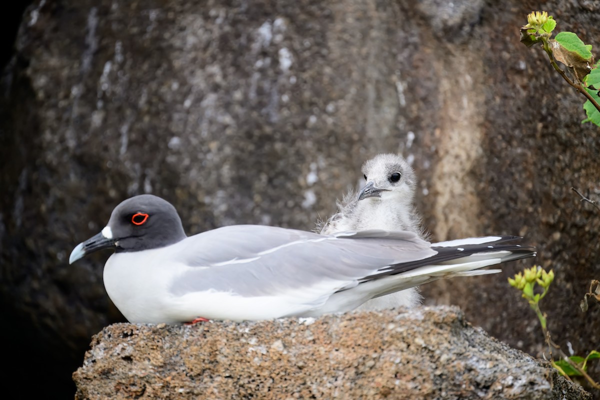 Swallow-tailed Gull｜燕尾鸥 图鉴照片
