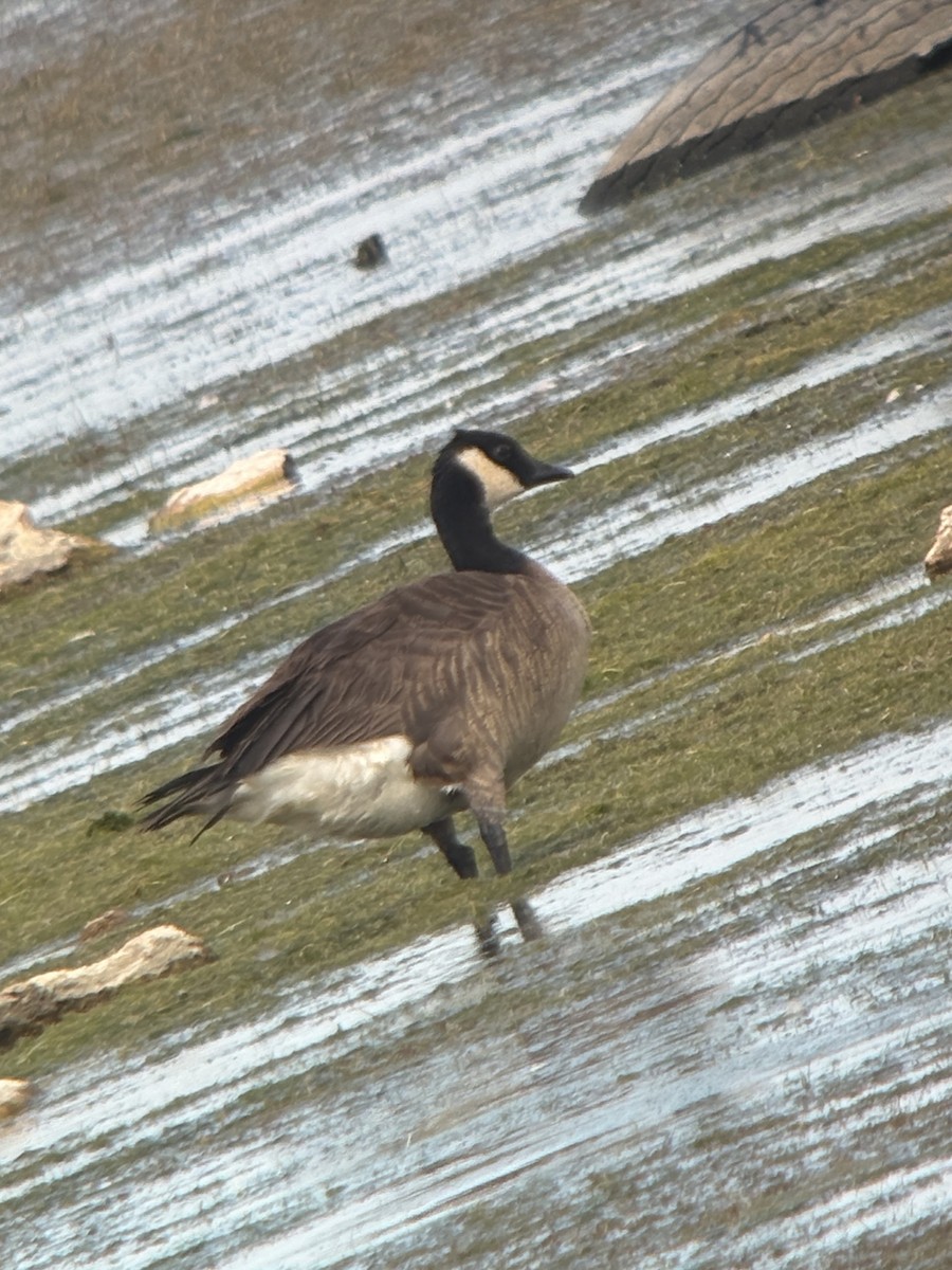 Cackling Goose - ML660641434