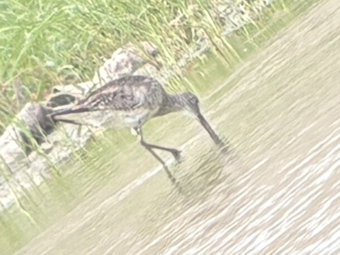 Willet - ML660641443