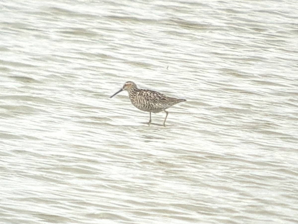 Stilt Sandpiper - ML660641450