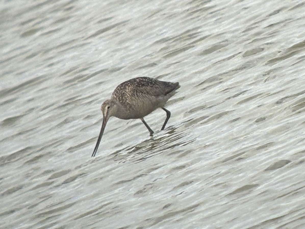 Marbled Godwit - ML660641464