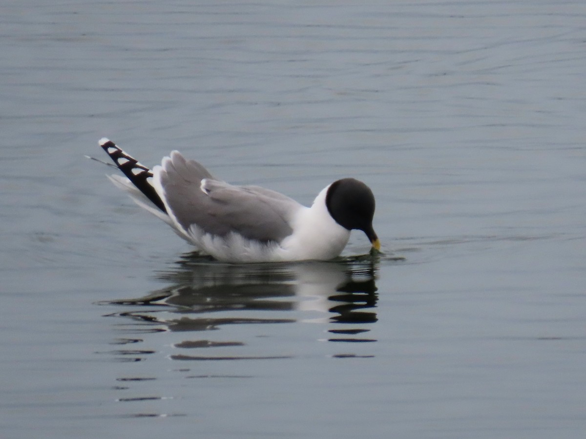 Sabine’s Gull｜叉尾鸥 / 萨宾鸥 图鉴照片