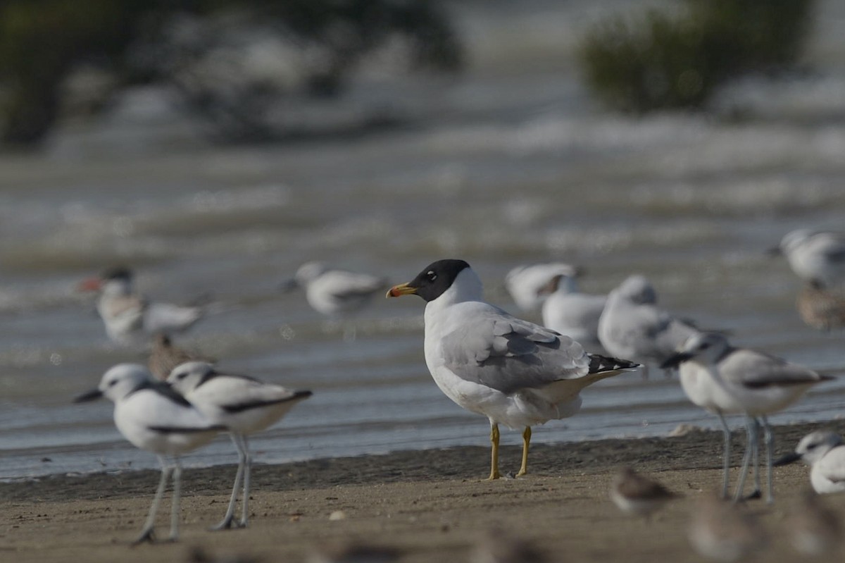 Pallas’s Gull / Great Black-headed Gull｜渔鸥 图鉴照片