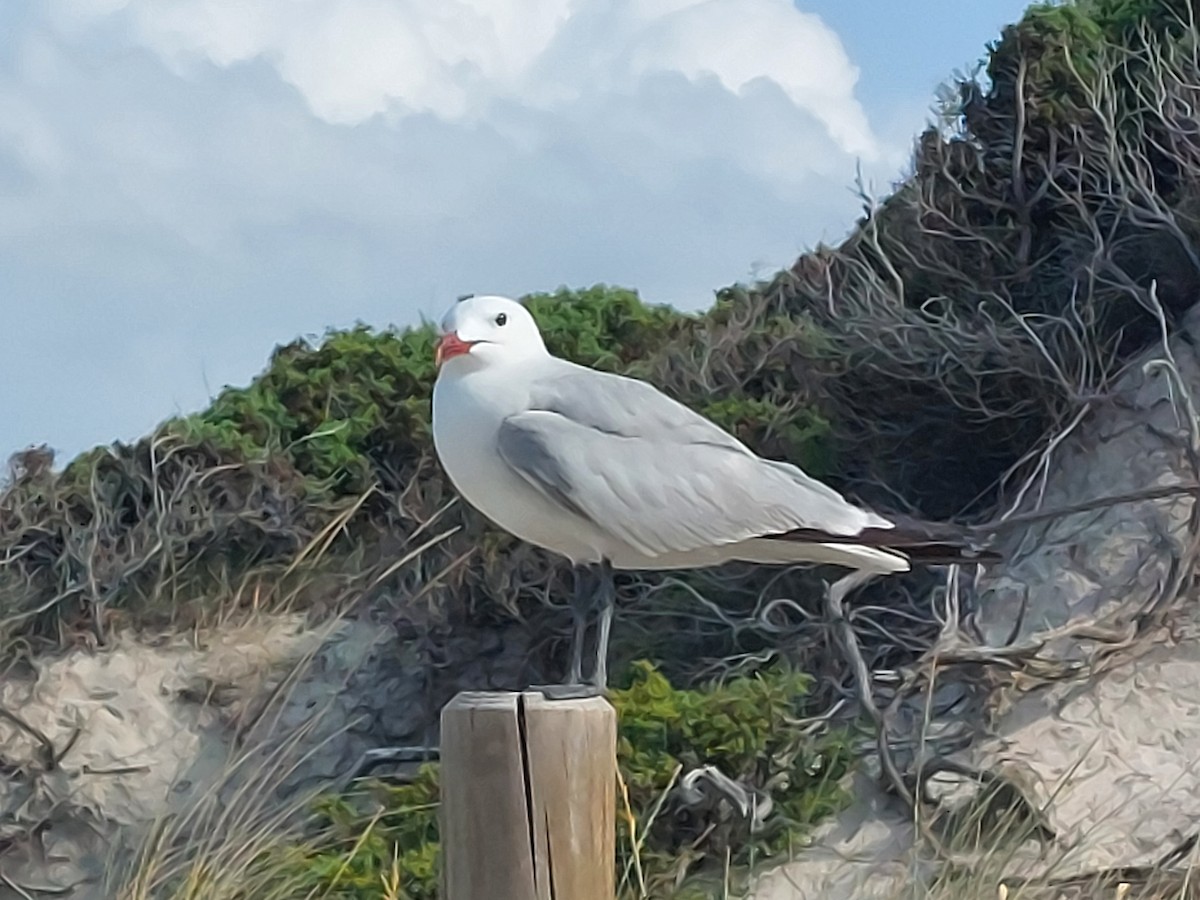 Audouin’s Gull｜奥杜安鸥 图鉴照片