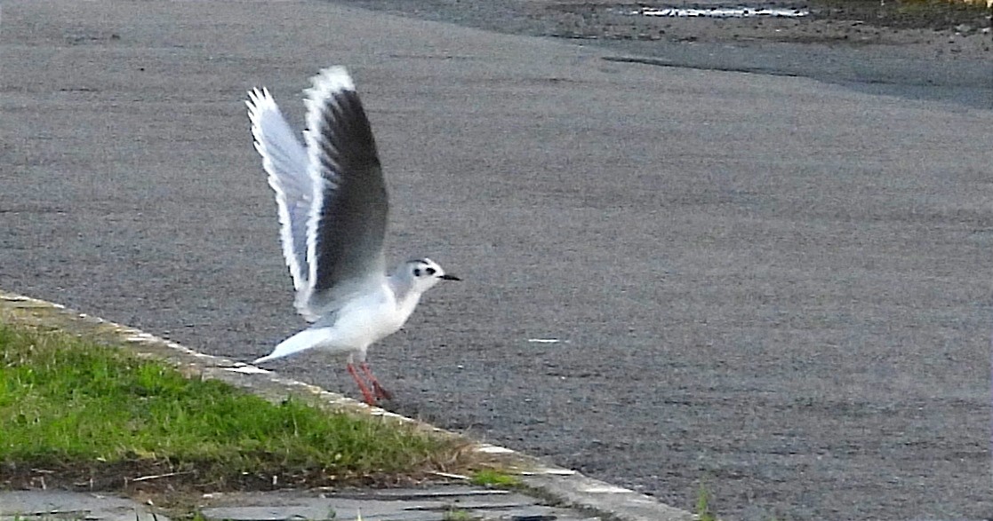 Little Gull｜小鸥 图鉴照片