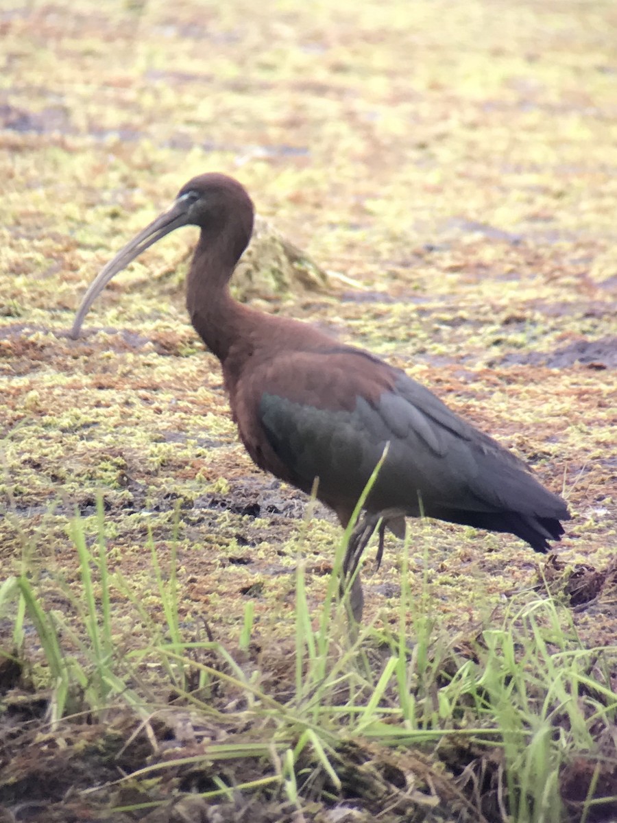ibis hnědý - ML66065661