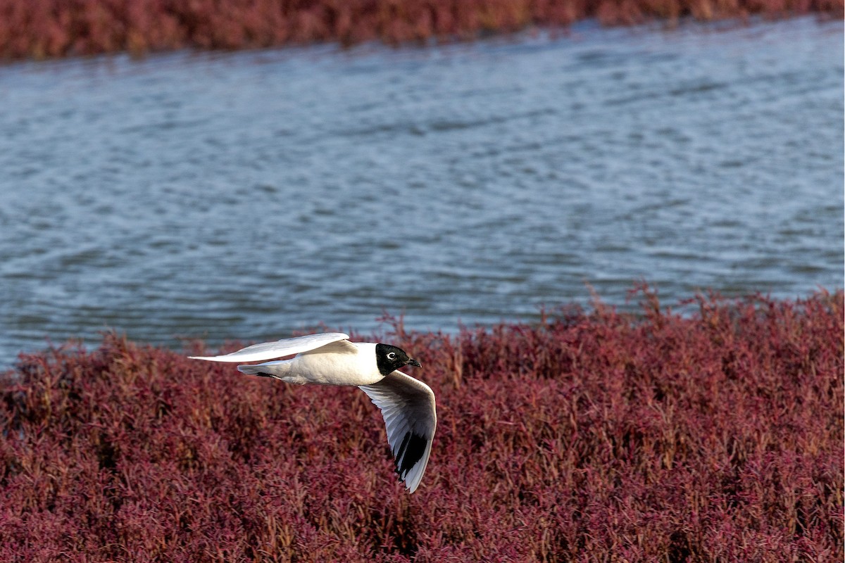 Saunders’s Gull｜黑嘴鸥 图鉴照片