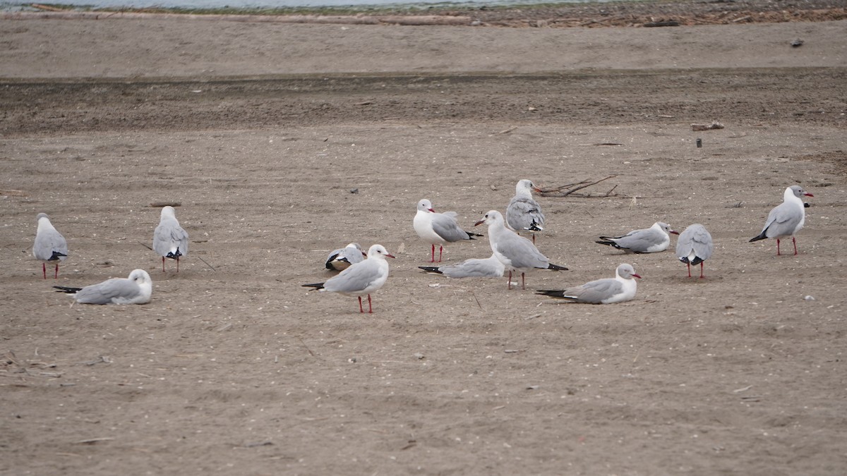 Gray-hooded Gull｜灰头鸥 图鉴照片