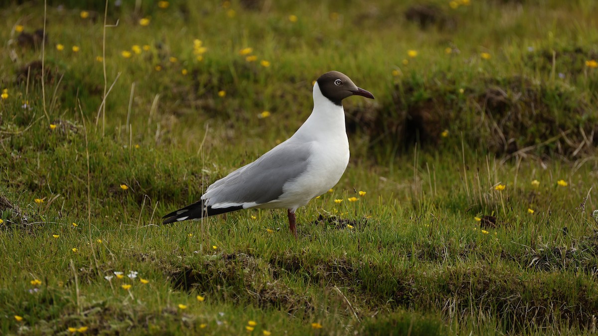 Brown-headed Gull｜棕头鸥 图鉴照片