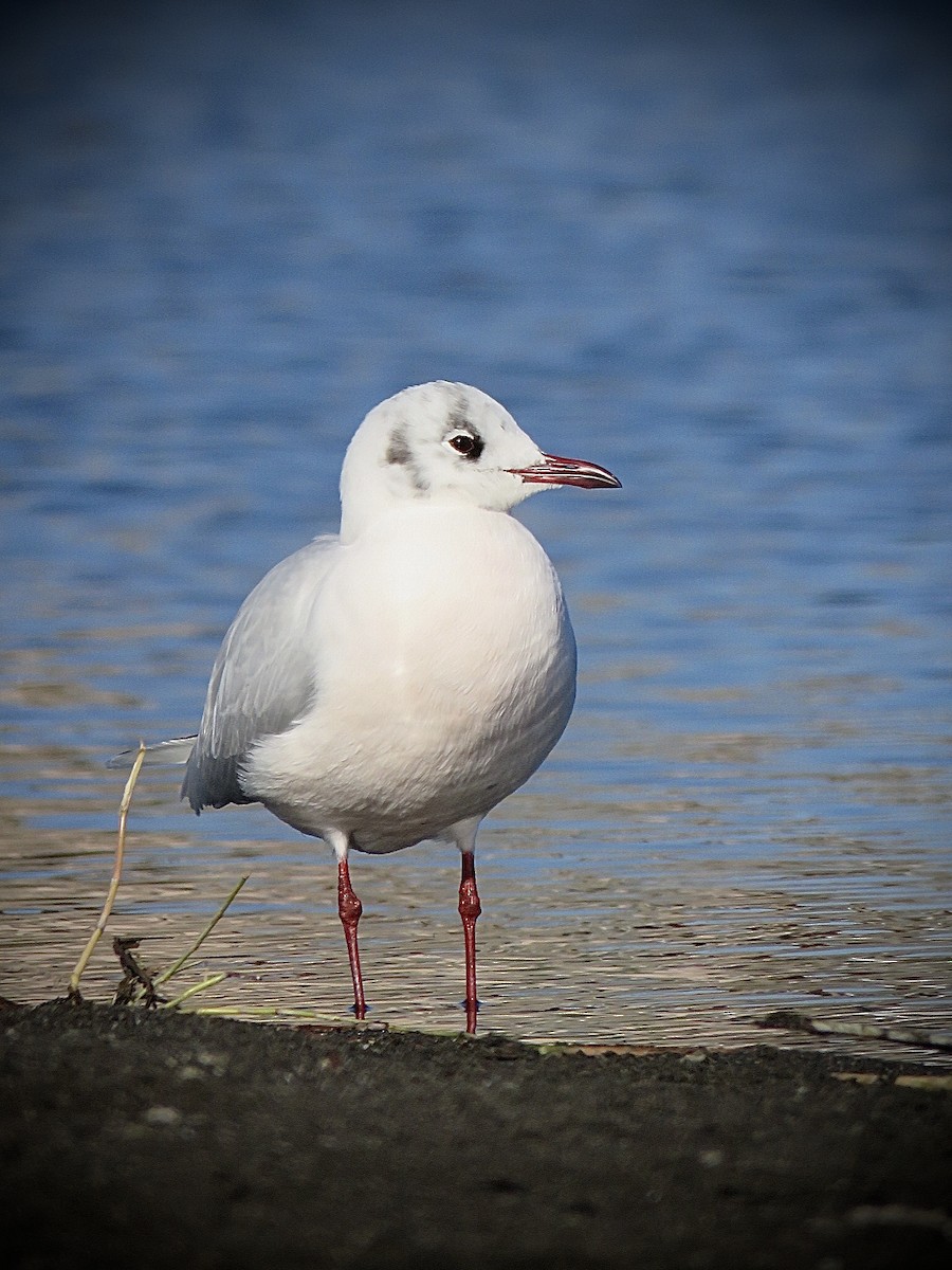 Brown-hooded Gull｜褐头鸥 图鉴照片