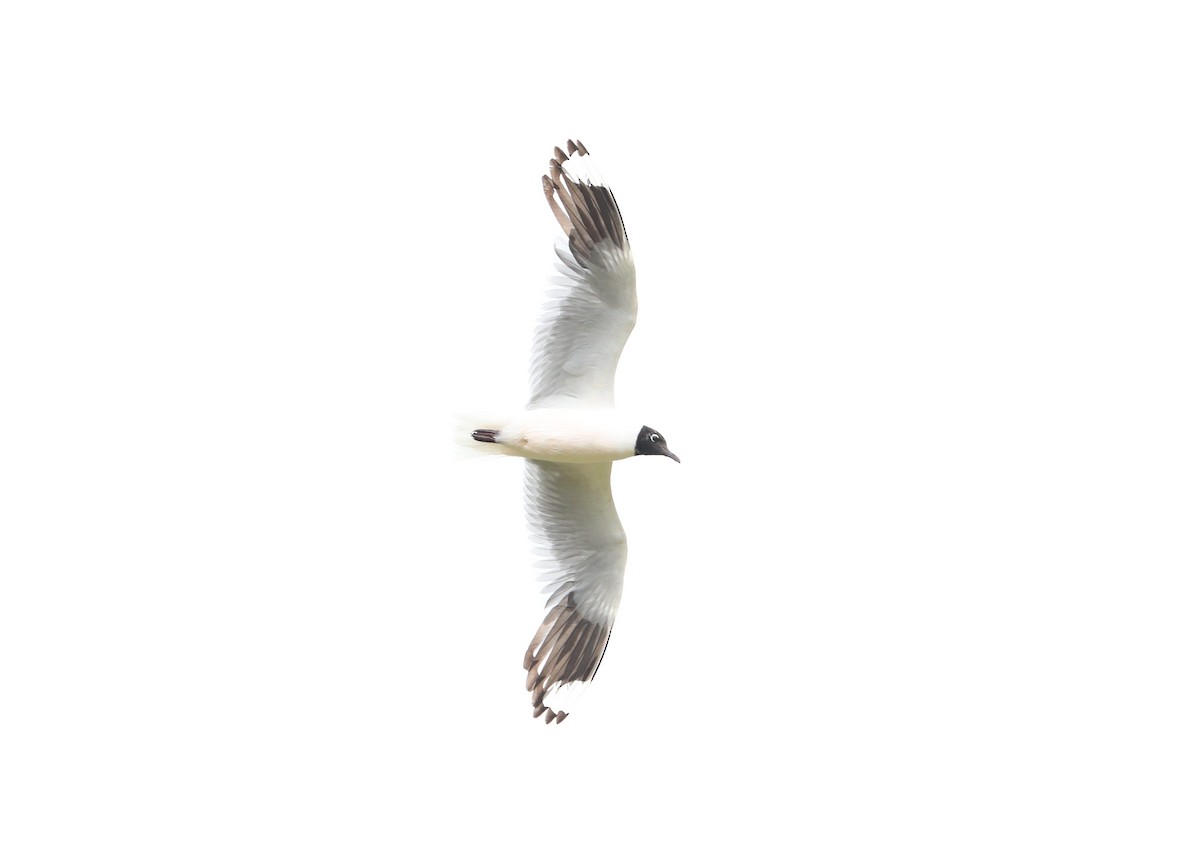 Andean Gull｜安第斯鸥 图鉴照片