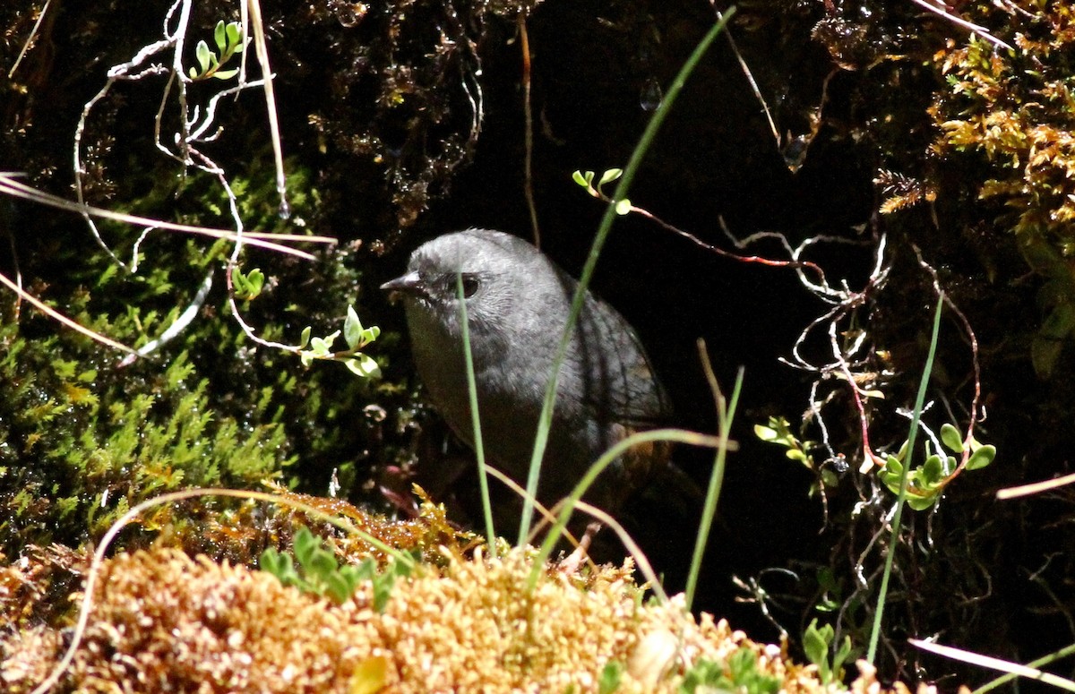 Vilcabamba Tapaculo - Anthony Collerton