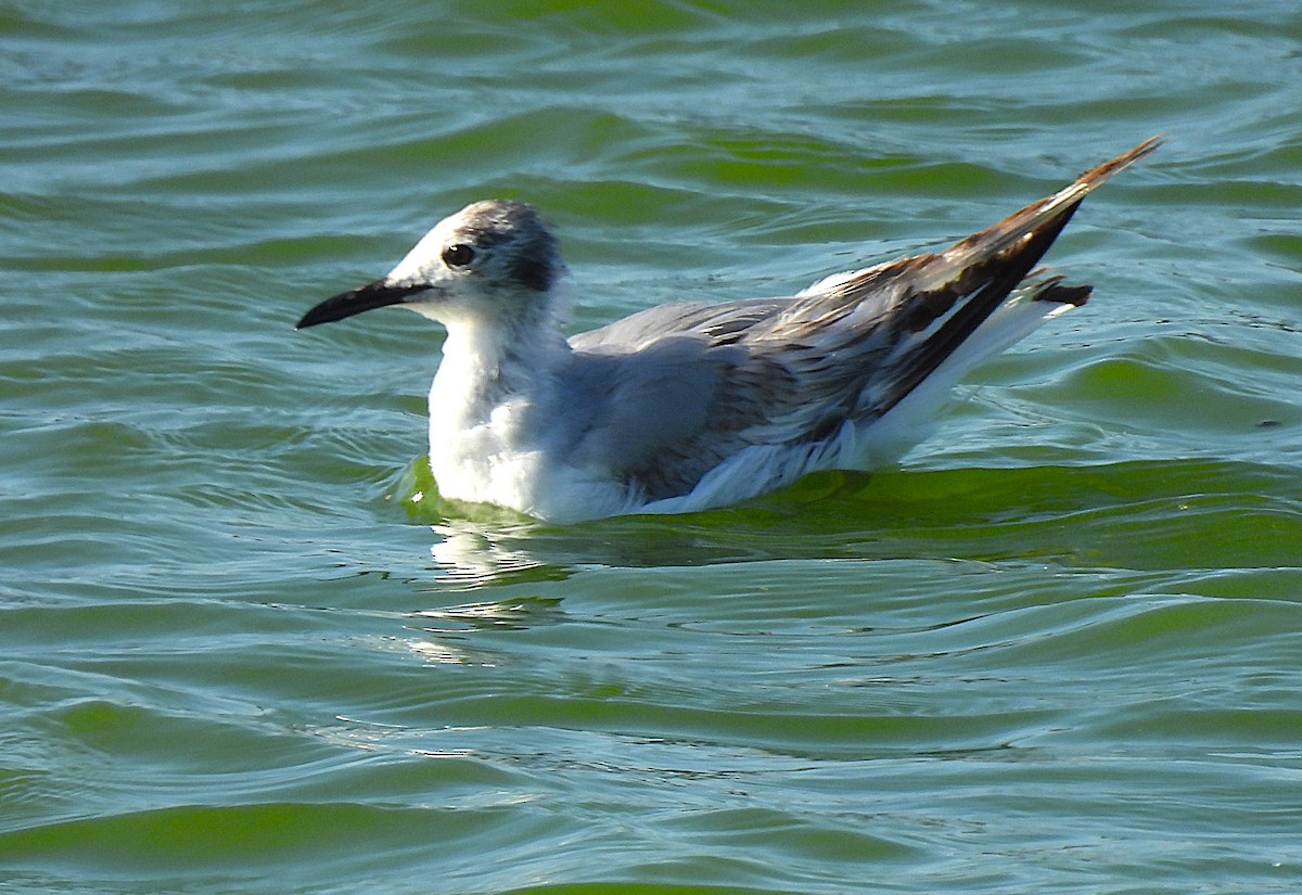 Bonaparte’s Gull｜博氏鸥 图鉴照片