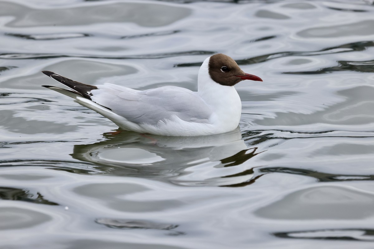 Black-headed Gull｜红嘴鸥 图鉴照片