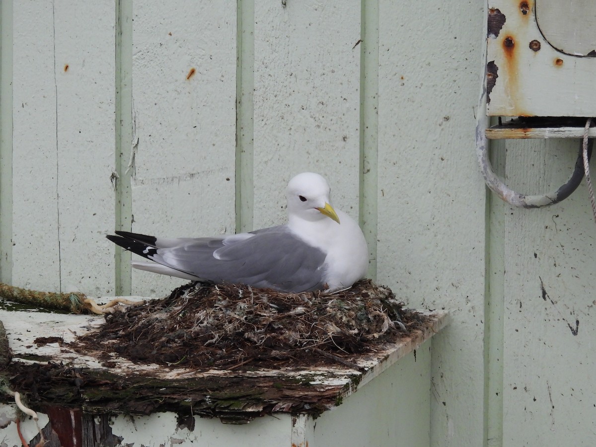 Black-legged Kittiwake｜三趾鸥 图鉴照片