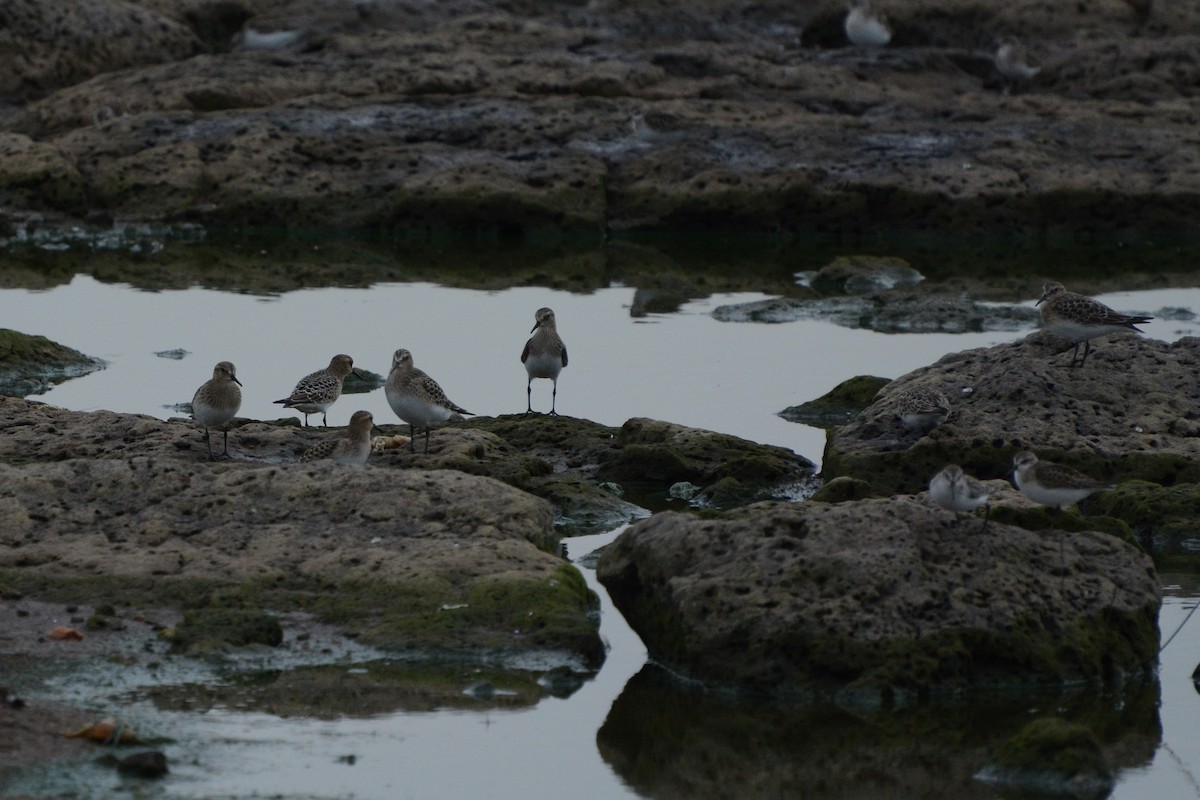 Baird's Sandpiper - ML66067741