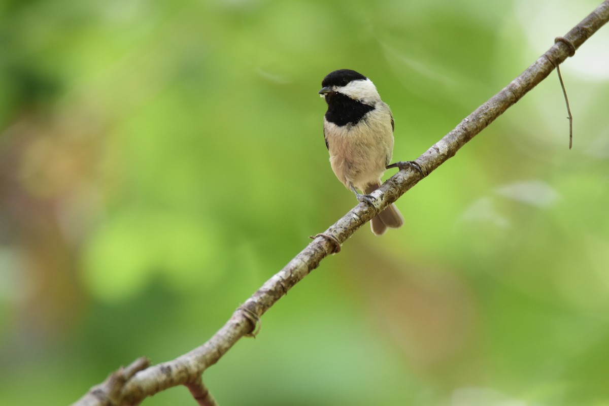 Carolina Chickadee - ML66070271