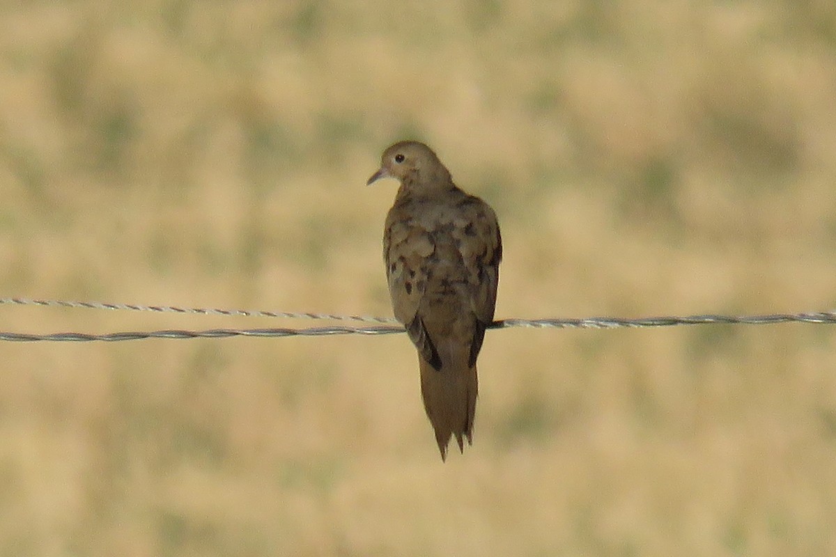 Mourning Dove - ML66070711