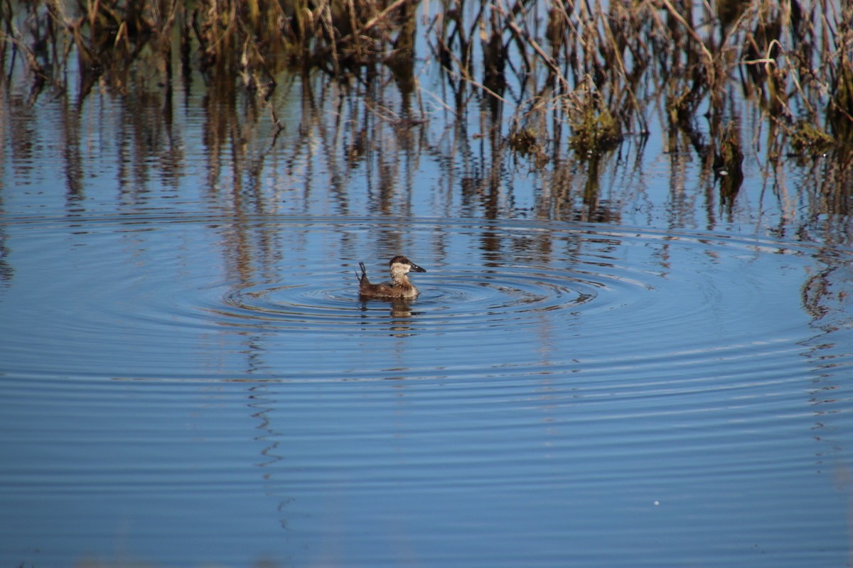 Ruddy Duck - ML66070881