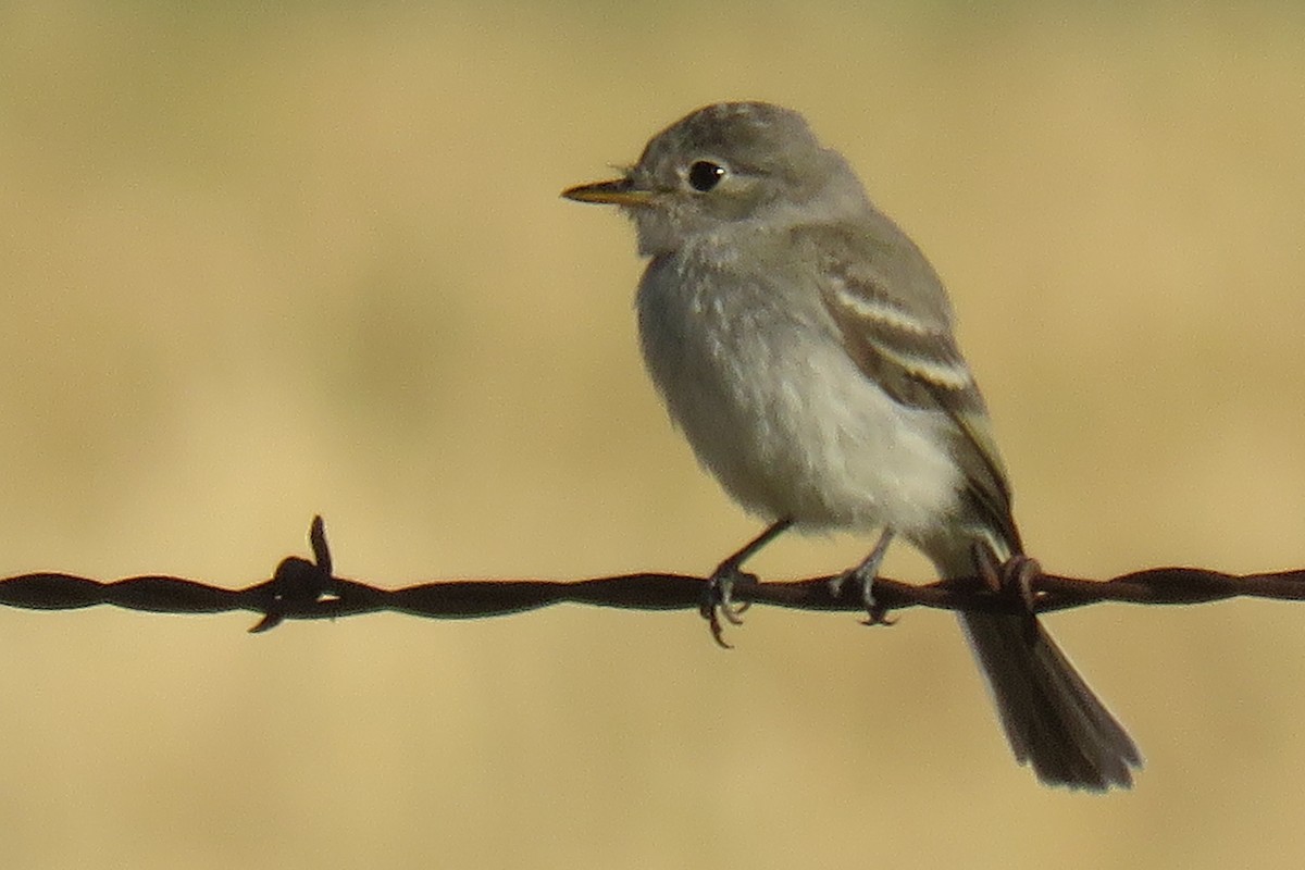 Gray Flycatcher - Curtis Mahon